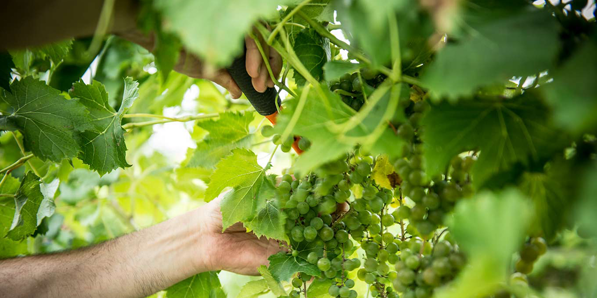 Wine finder August Hill Winery